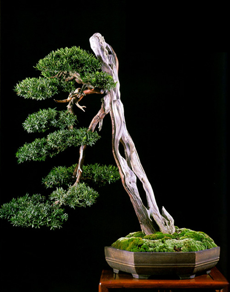 An Unusual Bonsai by An Unusually Gifted Bonsai Artist Bonsai Bark
