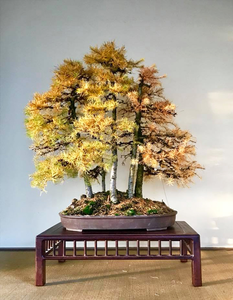 Larch Forest, Twenty Years from Zero Bonsai Bark