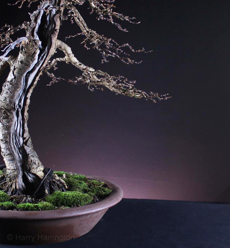 Bonsai Nibbler & The Foundations of Bonsai Bonsai Bark