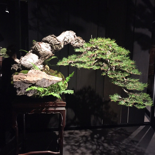 Satsuki & Other Bonsai, Doug Paul’s Doug Fir & Famous Bonsai Artist in