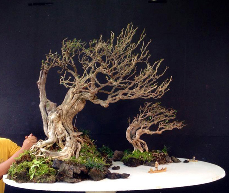 Another ‘Newly Discovered’ Bonsai Artist Bonsai Bark