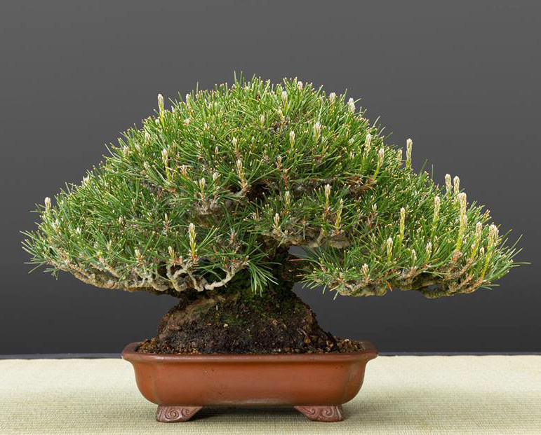 Plucking & Pinching Some Extraordinary Pines Bonsai Bark