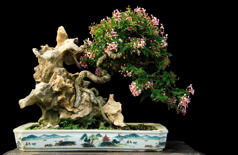 Garden of Tropical Bonsai Delights Bonsai Bark