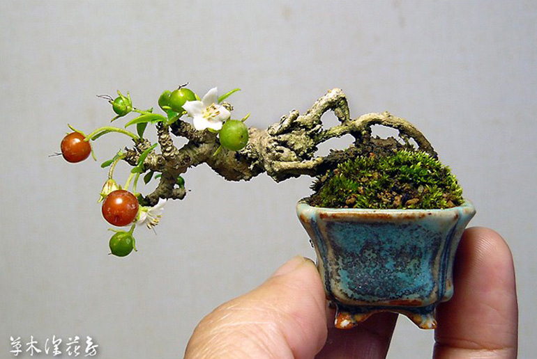 The Biggest Challenge with the Smallest Trees Bonsai Bark