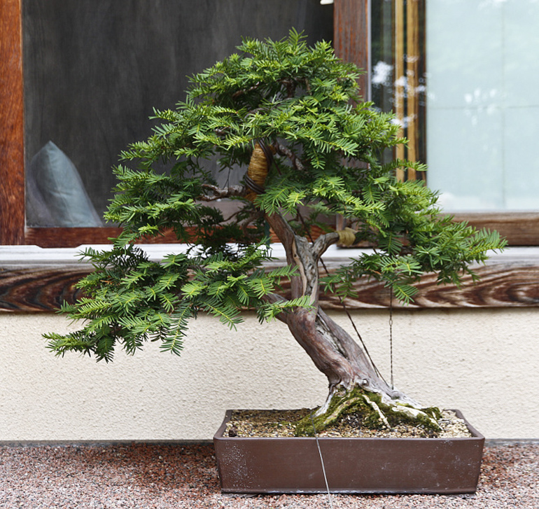 Bonsai Guessing Game at the Montreal Botanical Gardens Bonsai Bark