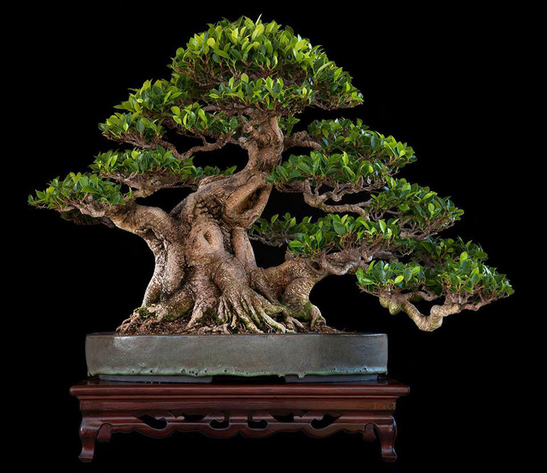 Elevated Company, Circling Back from Venezuela to Taiwan Bonsai Bark