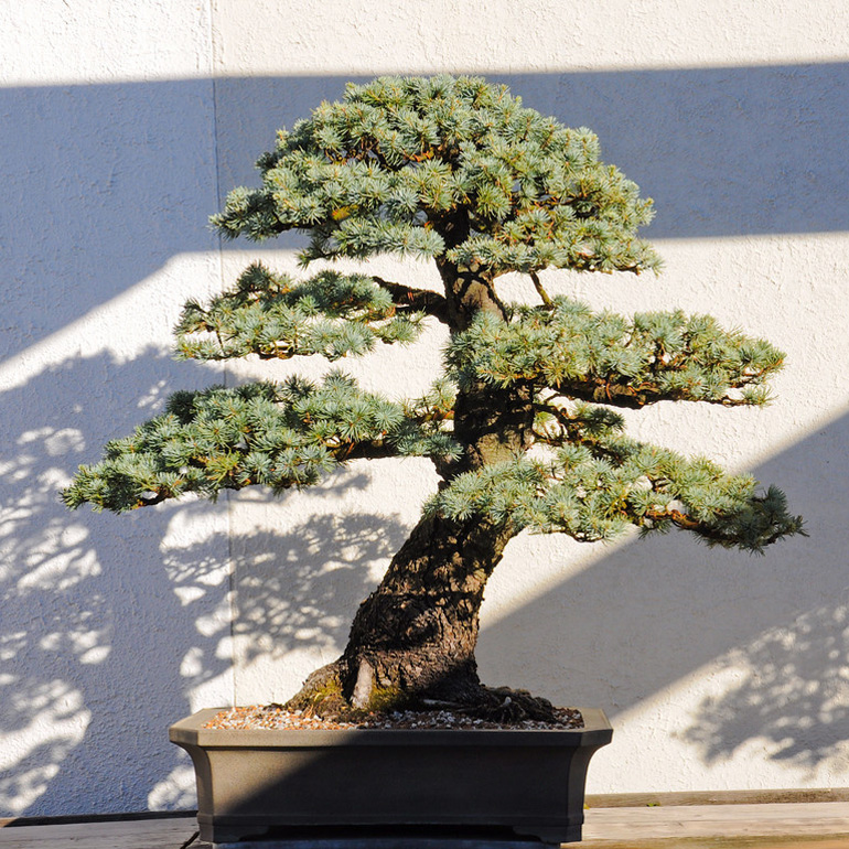 A Collection of Famous Bonsai in a Lovely Outdoor Setting Bonsai Bark