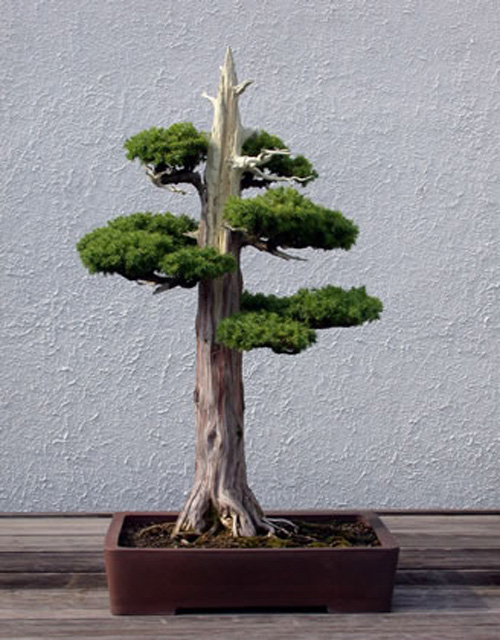 Deadwood Lives Beyond HBO Jin & Shari Bonsai Bark