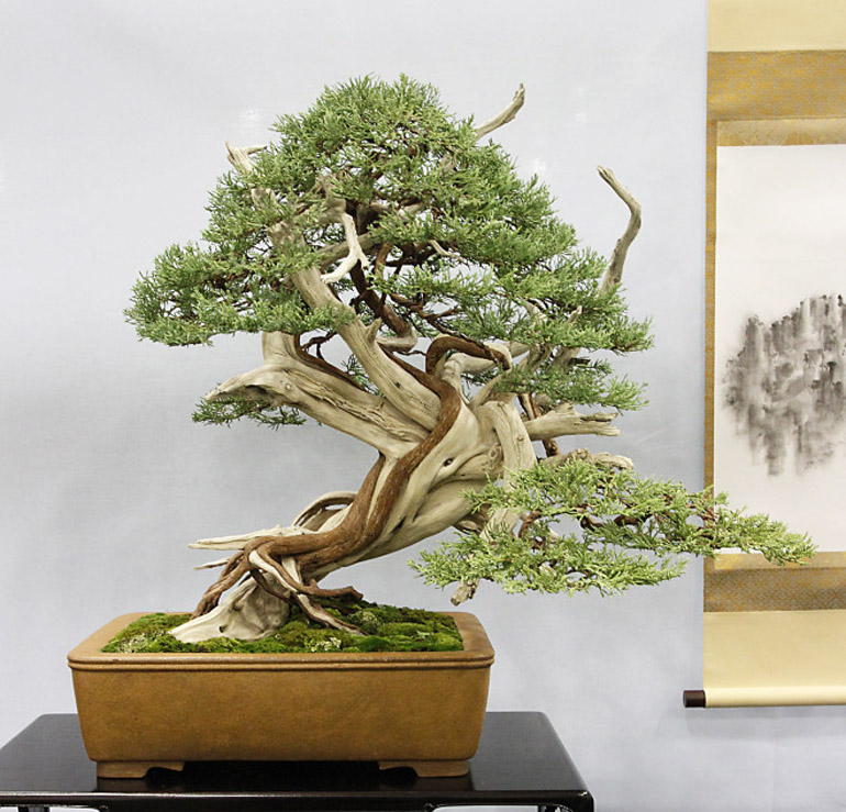 Winners! Part 2 Bonsai Bark