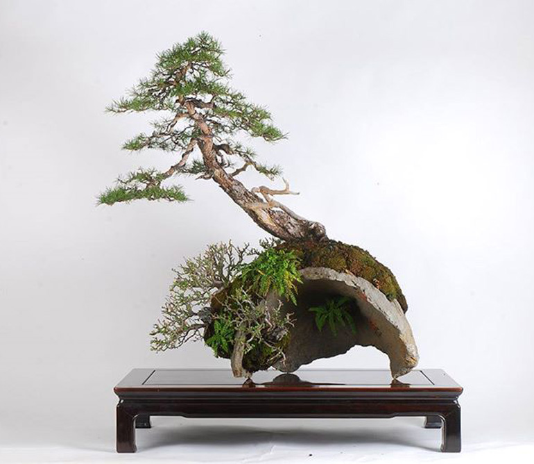 36+ Bonsai Ficus On The Rock most complete Hobby plan