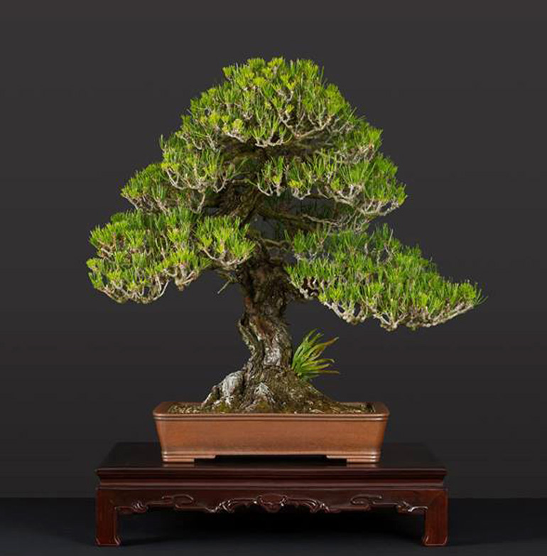 Plucking & Pinching Some Extraordinary Pines Bonsai Bark