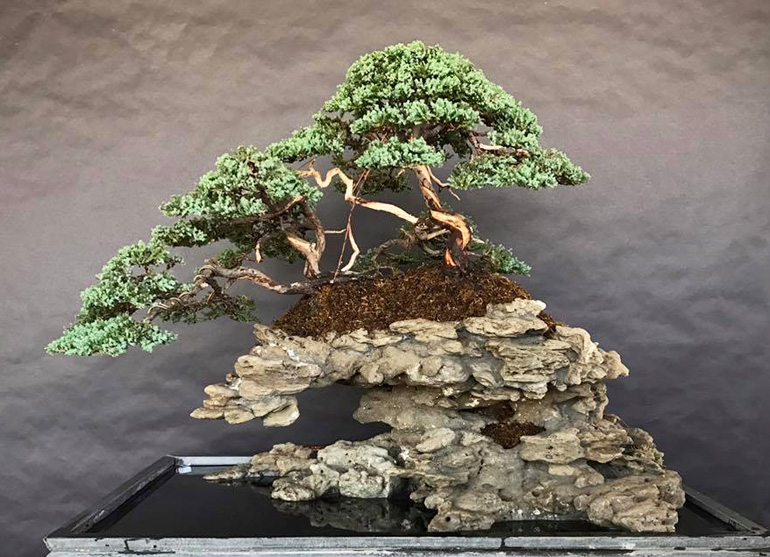 Rock Island Bonsai Bonsai Bark