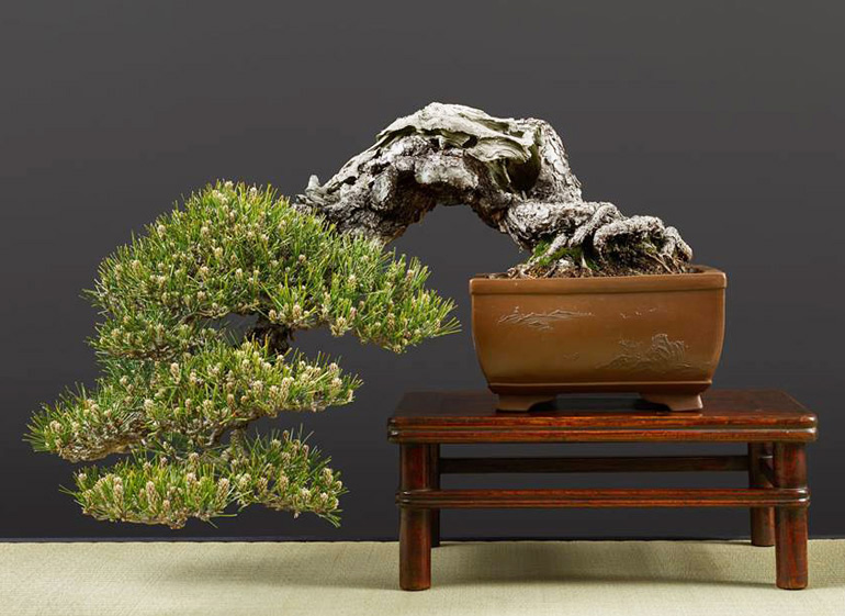 Plucking & Pinching Some Extraordinary Pines Bonsai Bark