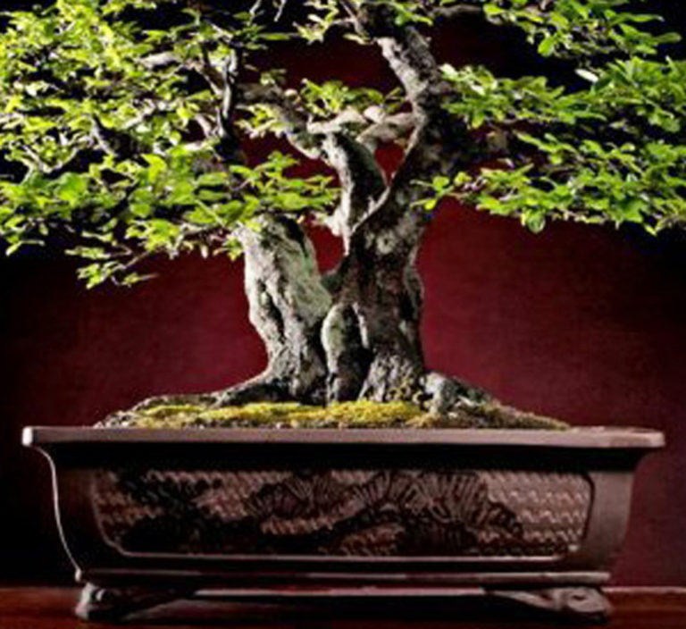 Silky Smooth Bonsai Bark