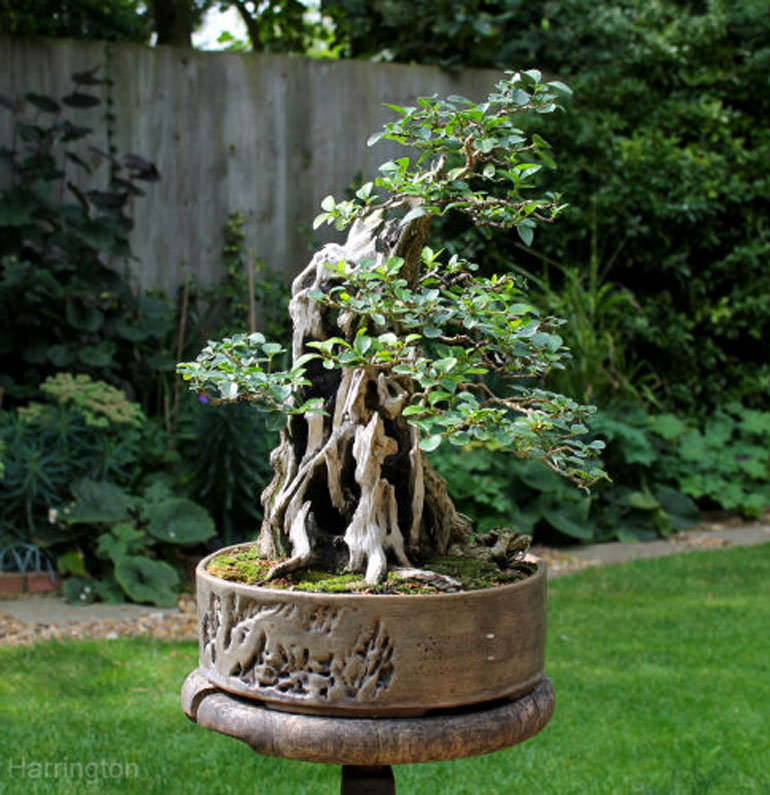 Not So Common Privet Bonsai Bonsai Bark