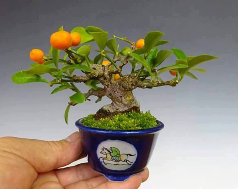 Orange Bonsai