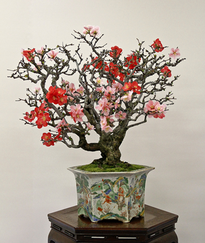 Still the Best Bonsai Show Bonsai Bark