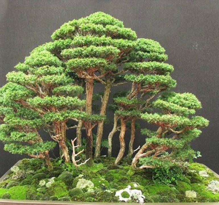 Bonsai Bark Promoting and Expanding the Bonsai Universe