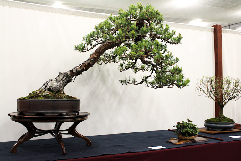 A Prize Winning Classically Styled Japanese Red Pine Bonsai Bark