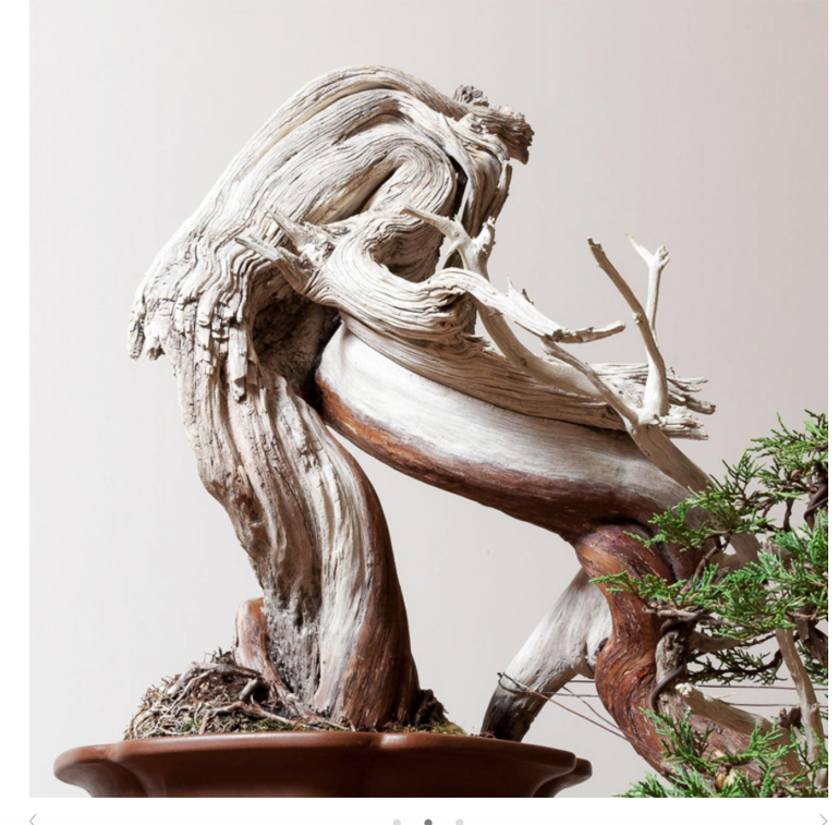 Bonsai Mirai Live Bonsai Bark