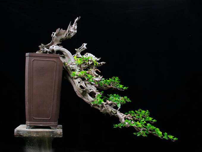 High Energy Bonsai Bonsai Bark
