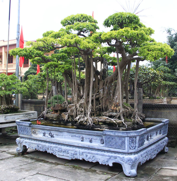 A Magical Land Where Almost Every House Has a Bonsai Bonsai Bark