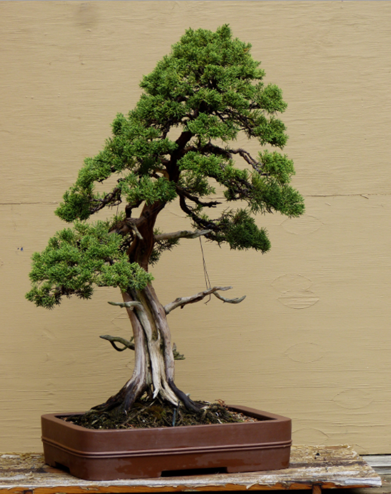 Excellence in Bonsai for Over Fifty Years Bonsai Bark