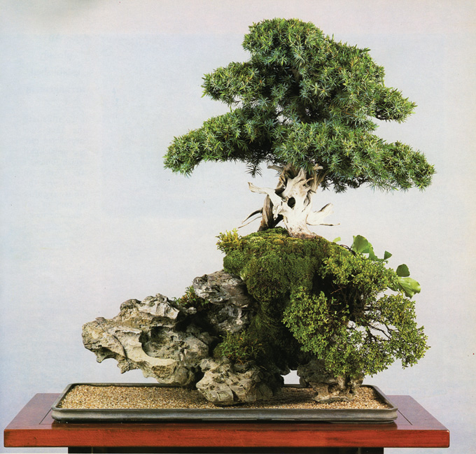 RootOnRock Bonsai Bonsai Bark