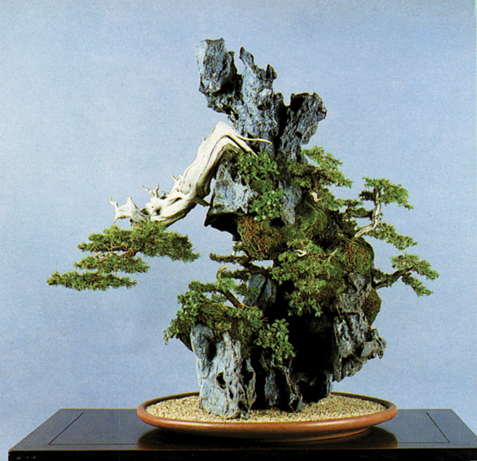 More RootonRock Bonsai & What’s the Difference? Bonsai Bark