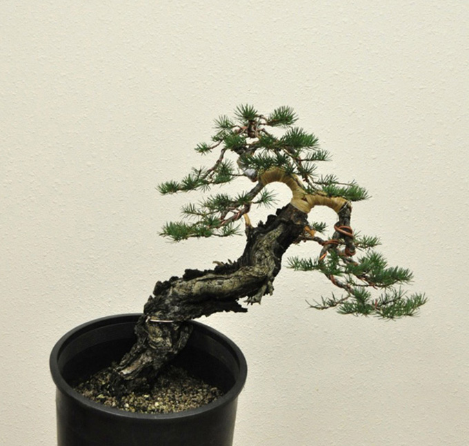 American Bonsai Heaven Bonsai Bark