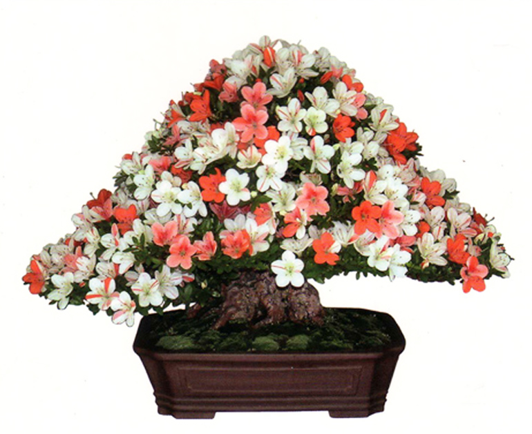 Satsuki Azalea Trimming Lesson Bonsai Bark