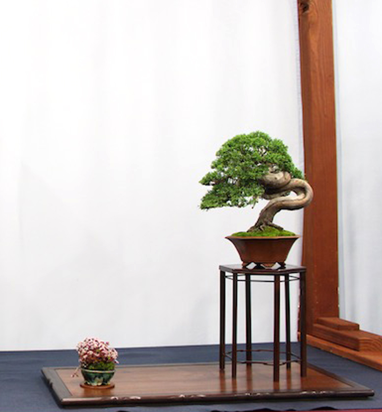 Winning Shohin Mame Bonsai Bonsai Bark