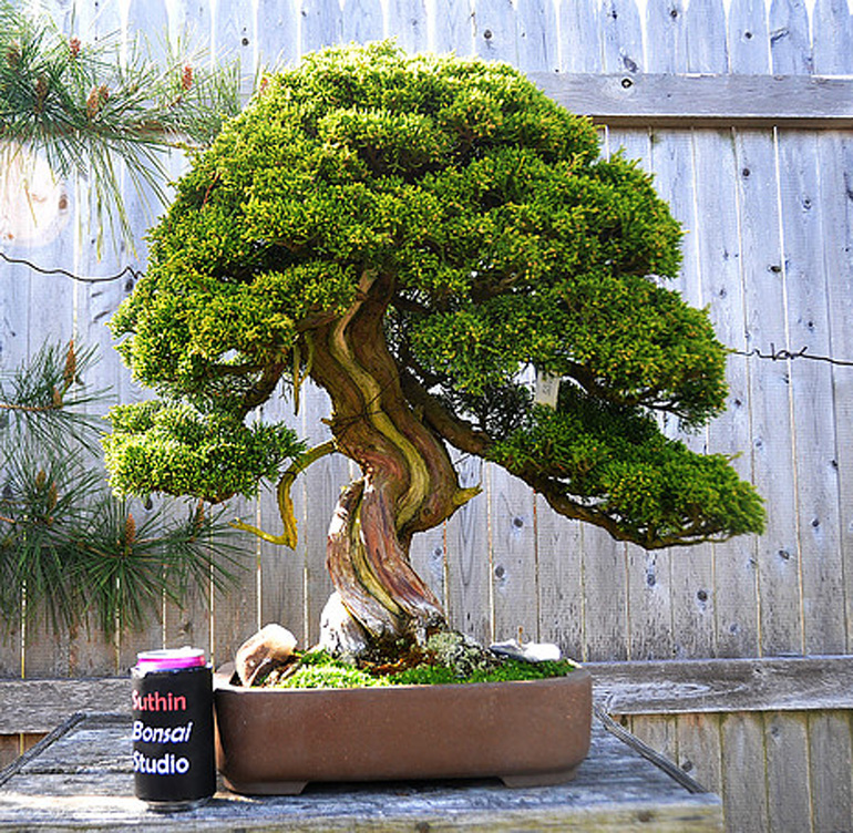 Suthin’s Stupendous Bonsai Sale Bonsai Bark