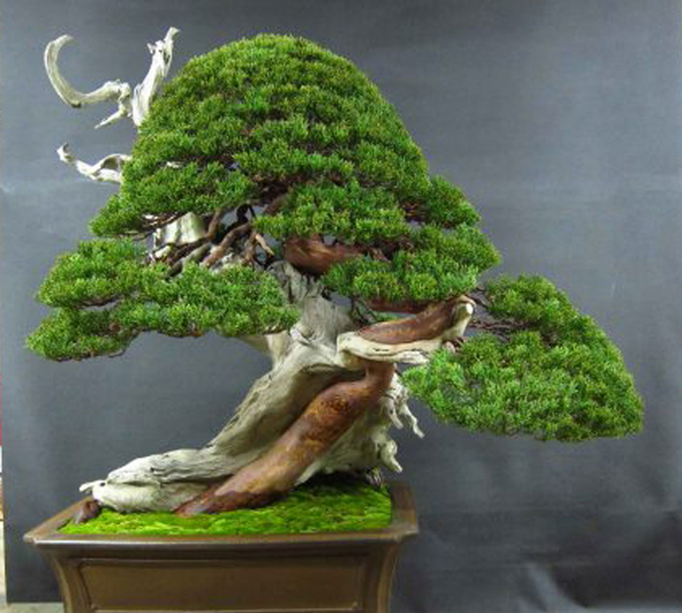 A Great Bonsai Story & the Tree Isn’t Half Bad Either Bonsai Bark