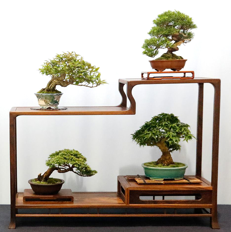 U.S. National Shohin Bonsai Exhibition June 2325 Bonsai Bark