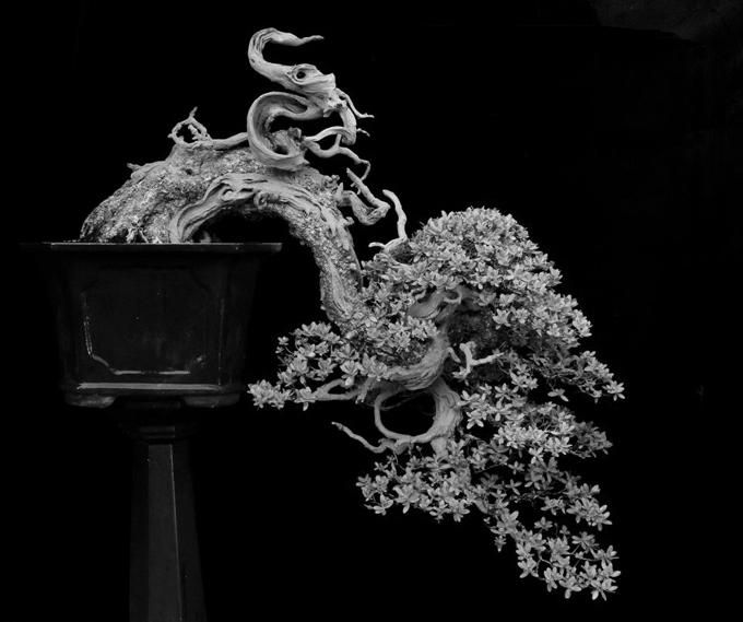 Bonsai Tree Art Black And White