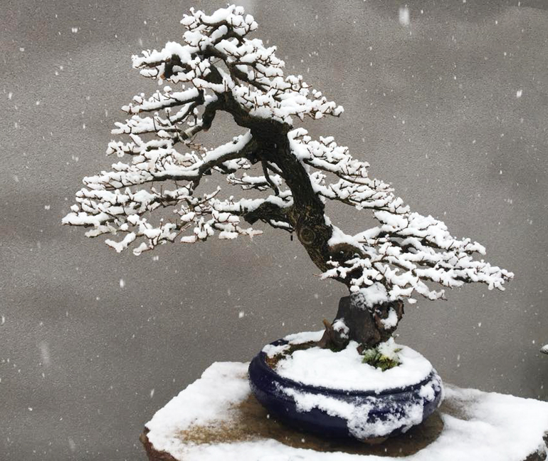 Bonsai Bark Promoting and Expanding the Bonsai Universe Page 5