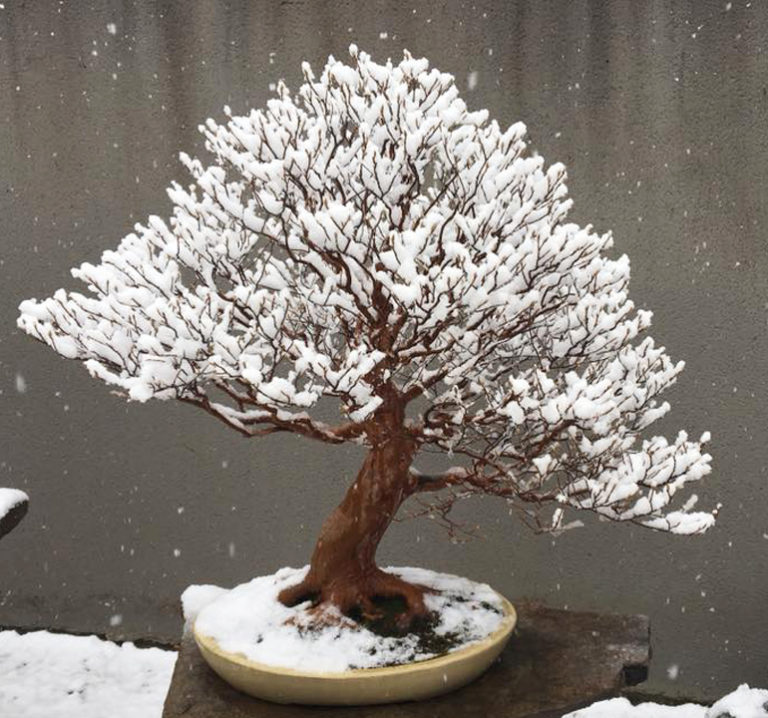 Snow Flowers Bonsai Bark