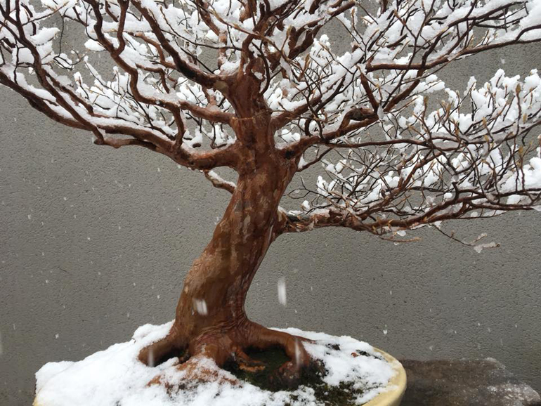 Snow Flowers Bonsai Bark