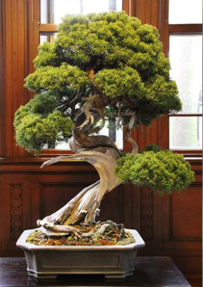 Thief Steals Over 100,000 Worth of Bonsai* Including a 400yearold