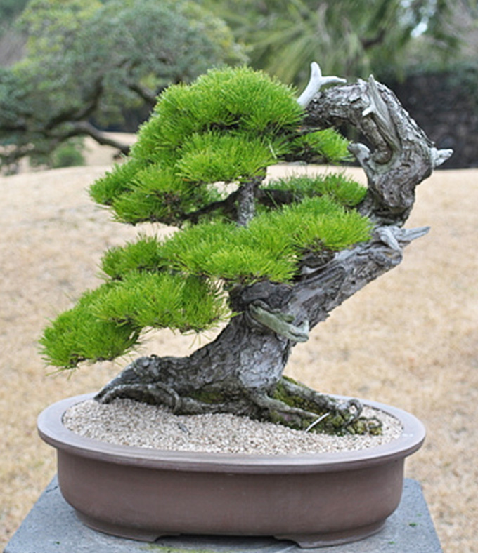 Bonsai Island Paradise Bonsai Bark