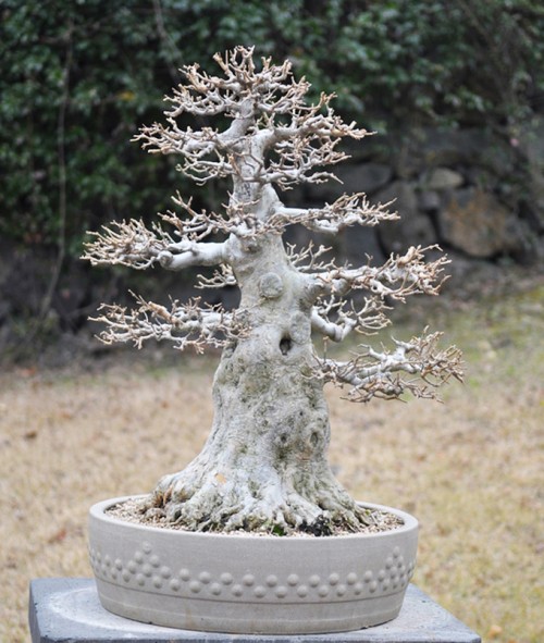 Bonsai Island Paradise Bonsai Bark