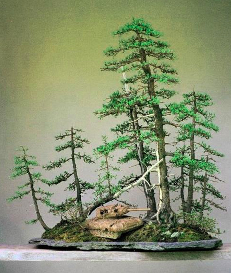 Bonsai from the Wild Bonsai Bark