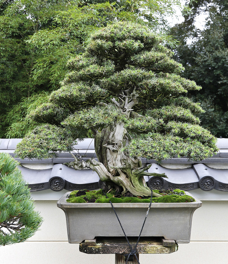 Bill’s Bonsai Exploration Bonsai Bark