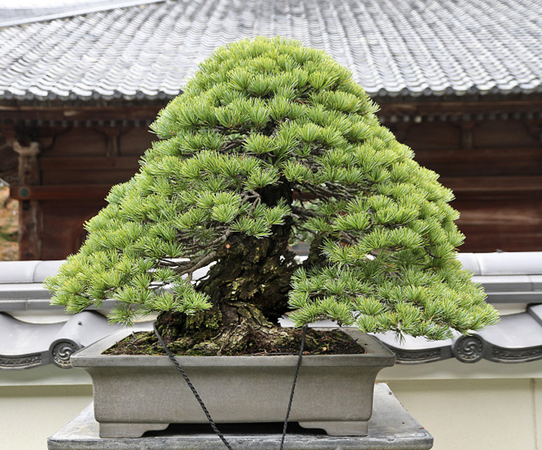 Bill’s Bonsai Exploration Bonsai Bark