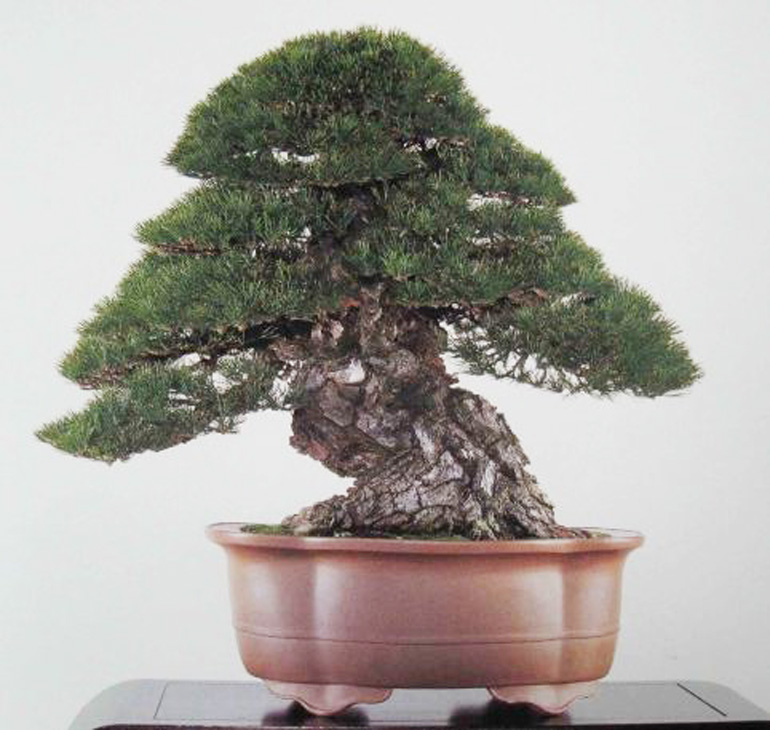 An Impressive List of Famous Bonsai Artists Bonsai Bark
