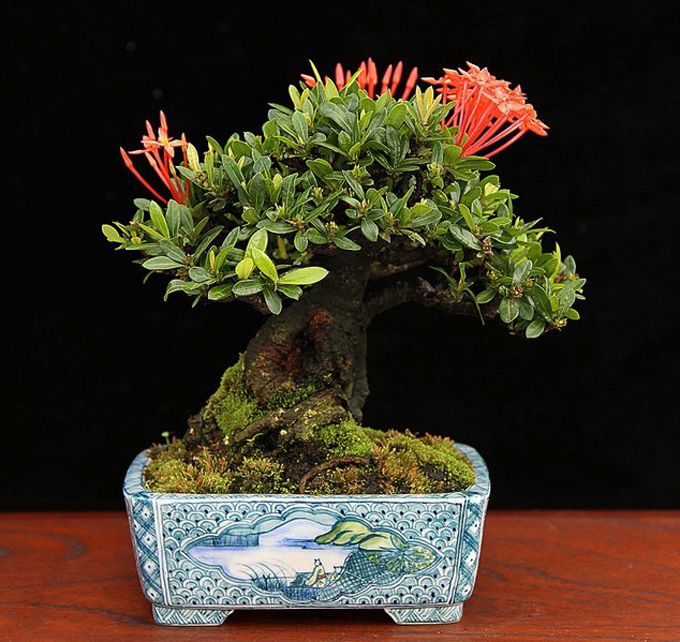 Tropical Bonsai & Summer Sales Galore Bonsai Bark