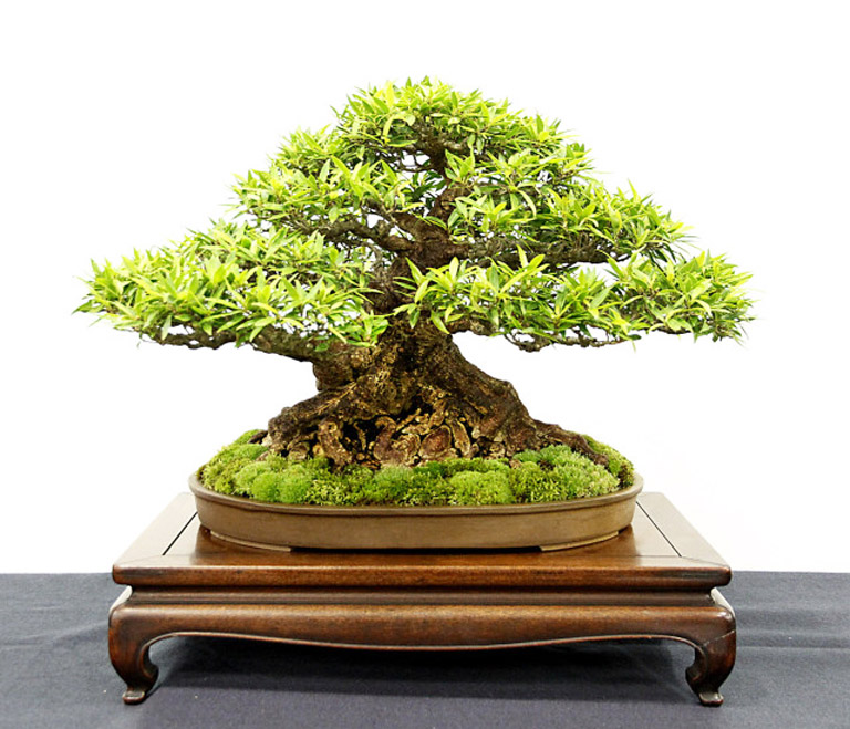 Winners! Part 1 Bonsai Bark