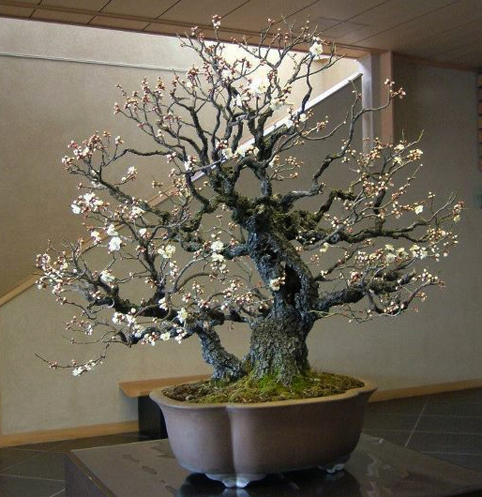 Dreams of Flowering Bonsai Bonsai Bark