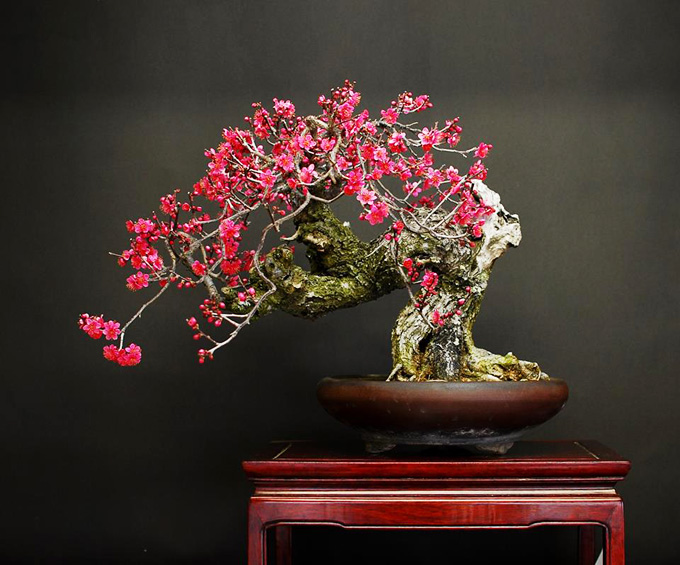 Snow & Flowers Bonsai Bark